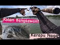 VLOG 12| KOLAM KERAPU NAGA | SHG PANDAMARAN