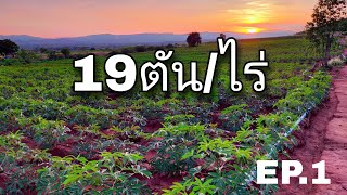 ปลูกมันสำปะหลัง 19ตัน/ไร่ จะทำได้ไหม EP1 @gun2822