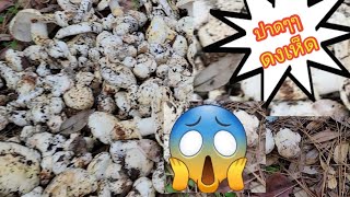 (ep4. 3/4)11.27.21ป๊าดดงเห็ดมัตสึตาเกะเห็ดญี่ปุ่นในอเมริกา/Picking Matsutake Mushroom California USA