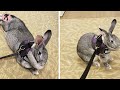 easy tips for rabbit harness training