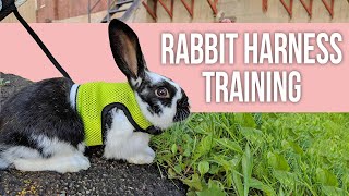 Easy Tips for Rabbit Harness Training