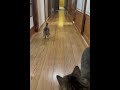 廊下でドリフトする子猫🐈💨