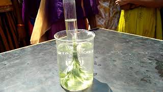 Oxygen release in photosynthesis ( experiment)