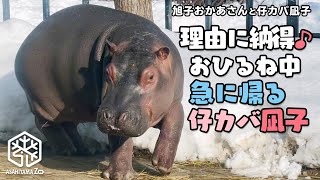 【旭子と仔カバ凪子】理由になっとく♪お昼寝中とつぜん帰る仔カバ凪子 Baby hippo Nagiko runs back to the den in the middle of a nap!