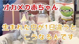 [オカメインコ］オカメの赤ちゃん　生まれが一日違うだけでこうなる！＃オカメインコ＃オカメインコ雛＃Cocktail