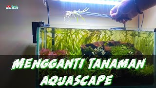 MENGGANTI TANAMAN CARPET AQUASCAPE || MONTE CARLO