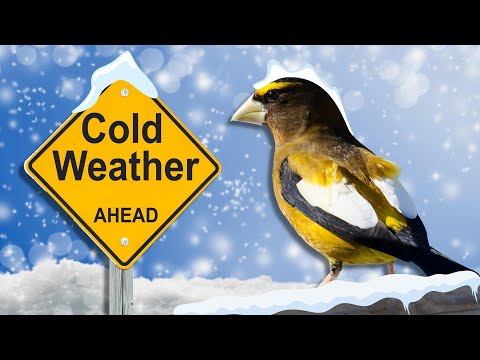 How cold can a bird survive?