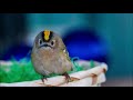 how do birds survive the cold winter