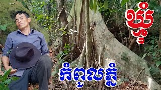 ឡើងយកឃ្មុំលើកំពូលភ្នំ The Best Survival Skill to Find Big Bees on the Mountain