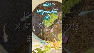 mini blogmasday㉕ブログマス最後は半年間のビオトープの記録🌿#ビオトープ #メダカ #メダカ女子