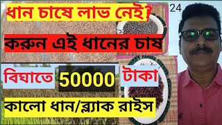 ধান চাষে বিঘা প্রতি 50000 টাকা লাভ।। 50000 Income From 1 Bigha Paddy Farming