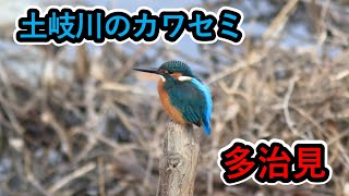 土岐川の自然　【 岐阜県多治見市　毛づくろいした後にウンチをする土岐川のカワセミ　2024年12月16日 】