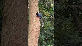 巧遇紅嘴藍鵲於五酒桶山，悠遊自在翱翔山中！