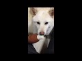 白柴キナコ！ハイタッチ　white　shiba