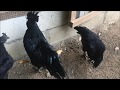 Akil TV - Ayam Selasih Hitam #akiltv