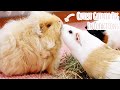 The CUTEST Guinea Pig Interactions