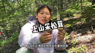 上山头一回采到松茸，把小金子她爸卧子给端了，收获颇丰真过瘾