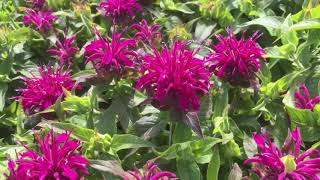 “close-up look” 👀 balmy rose BEE  BALM