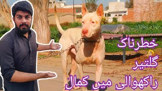 Pink Nose Gultair Male Aggrasive Gultair Dog For Sale Best Guard Dog +923015014241