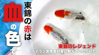 【1/3】ベテラン金魚愛好家柏渕さんのご自宅にお伺いし色々教えていただきました | 東錦の赤は血の色で | 金魚が焼けた？当歳の高水温対策 😆​⁠ @peperia