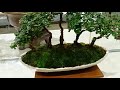 สุดยอดบอนไซไทยที่สวยที่สุด ในงานบ้านและสวนแฟร์เมืองทอง the best bonsai in thailand