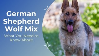 This is What You Need to Know About the German Shepherd Wolf Mix