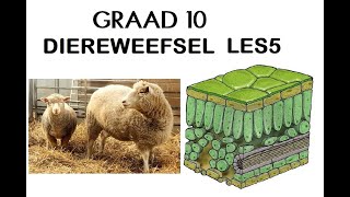 Lewenswetenskappe GR10 Diereweefsels Les5