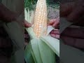 bicolor sweet corn🌽🤍💛 garden agriculture corn