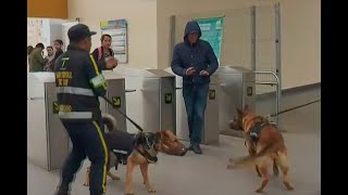 Así reaccionarán perros para frenar a colados en Transmilenio | Noticias Caracol