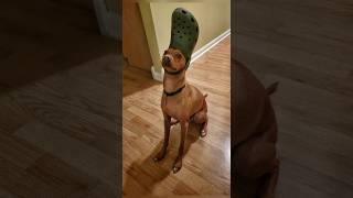 Funny animals 2023😆 - Funniest Cats and Dogs 🐕🐈192 #shorts