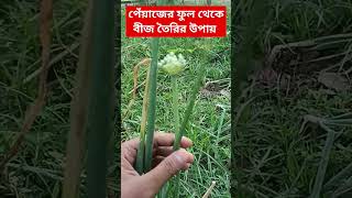 পেঁয়াজের ফুল থেকে বীজ তৈরির পদ্ধতি #পেঁয়াজ #farming