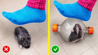 13 Truques e Artesanatos Criativos para Hamsters!