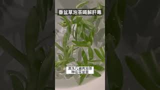 垂盆草好种好养不招虫，关键还能解肝毒.#种菜 #垂盆草#泡茶 #金银花 #shot ##stisfying