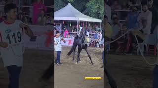 Colt Kaal 🔥Sire by Stallion Kala Kanta #shorts #ytshorts #viral #trending