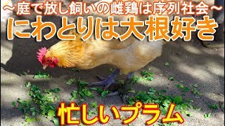 ニワトリは大根が好き～野菜を食べる放し飼いの名古屋コーチン雌鶏は序列社会～