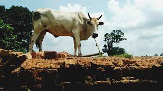 ଇଟା ଭାଟି ଉପରକୁ ବଳଦ ଚଢ଼ିଲା କେମିତି? How the ox climbed on the brick kiln ?