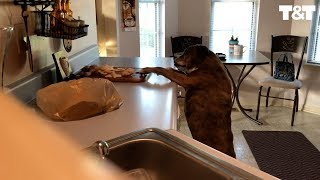 Sneaky Dog Steals Dinner From Counter When Nobody Is Looking