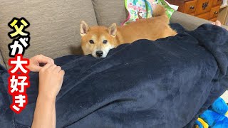 おやつを持ってる父に魅力を感じる普段塩対応の柴犬