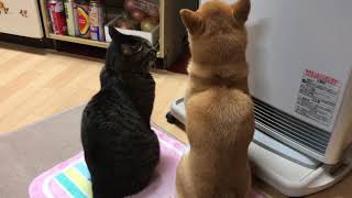 柴犬ハナとキジトラ猫クロ 喧嘩はしたけど仲いいんです【ほのぼの】 -- Shiba and cat are good friends --