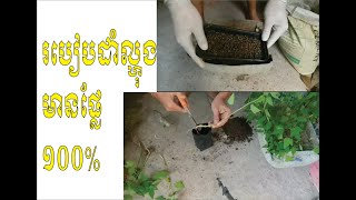 របៀបដាំល្ហុងអោយបានដើមញី មានផ្លែ១០០ភាគរយ