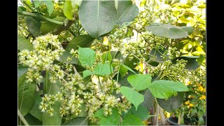 White jamun/మిద్దె మీద తెల్ల నేరేడు  Grow bag lo ఊహించనంత పూత..