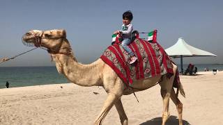 Brave Child Rides on Camel / Camel Video For Kids