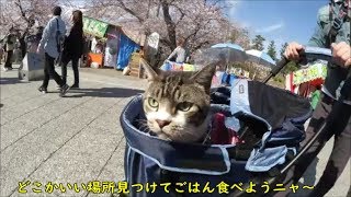 猫と桜まつりの屋台を見物☆リキちゃんのあめ細工を作ってもらったよ♪☆猫とお出かけ・岡崎城桜まつり2019その①【リキちゃんねる　猫動画】Cat video　キジトラ猫との暮らし