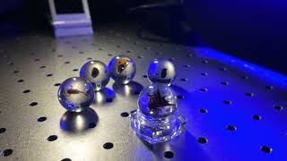 Spatial 3D Microscope Demonstration of Spiny Spider