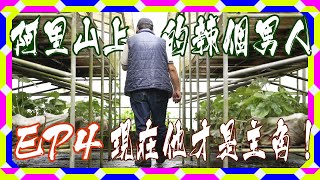 阿里山上的辣個男人｜頂級日料才能吃到｜外銷日本的台灣阿里山特產｜ 生魚片最佳配角？現在它才是主角 ｜生魚片哇沙米？台灣正宗山葵幕後推手｜嘉義優鮮｜好攝大叔尋寶趣EP4 FT. 阿里山極邊山葵 小邴