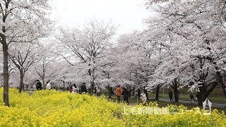 並木道彩るピンクや黄色　赤城南面千本桜が見頃に