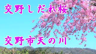 交野しだれ桜2022　交野市天の川沿い