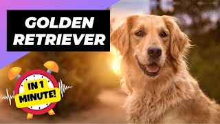 Golden Retriever - In 1 Minute! 🐶 One Of The Most Intelligent Dog Breeds In The World