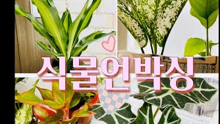 인터넷으로 구매한 식물 언박싱 / 거북알로카시에/드라세나맛상게아나/남천나무/오로라/스노우사파이어