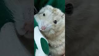 품에 안긴 사랑스러운 햄스터가 편안하대!   #shorts  #hamster